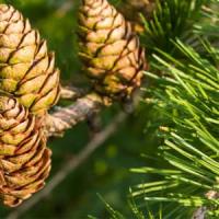 Тисс ягодный Taxus baccata David С5 40+