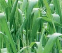 Протравители Agro-Chemie