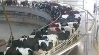 Доильный зал Карусель