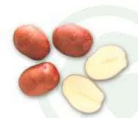 Маргарита