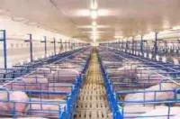 Комплексы подачи углекислого газа в цеха убоя свиней