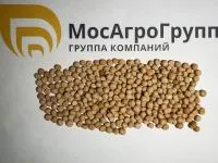 Семена гороха Фокор