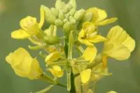 Семена горчицы сарептской Люкс