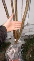 Сортовые, привитые саженцы грецкого ореха от Киктенко Н.Ф.